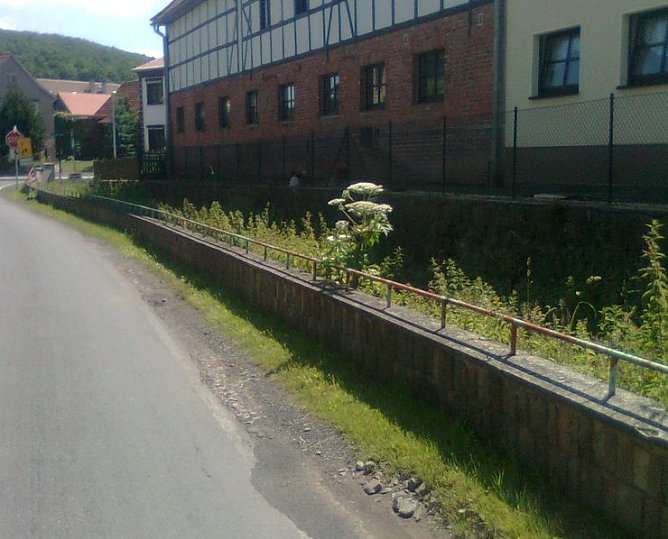 Riesenbärenklau (Foto: privat) Riesenbärenklau (Foto: privat)