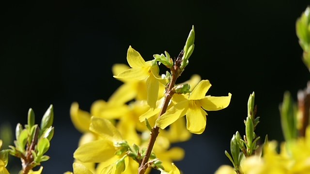 Forsythie (Foto: Volker Weickert) Forsythie (Foto: Volker Weickert)