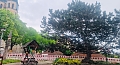 Die "Kletterkiefer" am Blasii-Kirchplatz (agl)