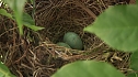 Bewegung im Nest (Foto: nnz) Bewegung im Nest (Foto: nnz)