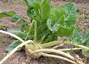 Kohlrabi überwintert (Foto: Karl-Heinz Herrmann) Kohlrabi überwintert (Foto: Karl-Heinz Herrmann)