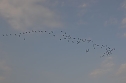 Kraniche ziehen (Foto: Nico Hofsommer) Kraniche ziehen (Foto: Nico Hofsommer)