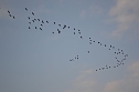 Kraniche ziehen (Foto: Nico Hofsommer) Kraniche ziehen (Foto: Nico Hofsommer)