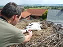Beringung der Jungst&ouml;rche in G&ouml;rsbach (Foto: nnz)