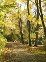 Goldener Herbst im Nordh&auml;user Stadtpark (Foto: Karsten Thorhauer)