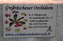 Orchideen in Nordhausen (Foto: Peter Blei)