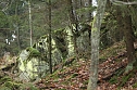 Gr&uuml;n im Wald (Foto: nnz)