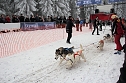Schlittenhunderennen in Benneckenstein (Foto: Peter Blei)