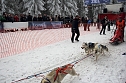 Schlittenhunderennen in Benneckenstein (Foto: Peter Blei)