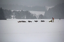 Schlittenhunderennen in Benneckenstein (Foto: Peter Blei)