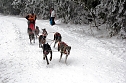 Schlittenhunderennen in Benneckenstein (Foto: Peter Blei)