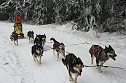 Schlittenhunderennen in Benneckenstein (Foto: Peter Blei)