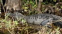 Erlebt: Alligator in den Everglades (Foto: T. Köcher) Erlebt: Alligator in den Everglades (Foto: T. Köcher)