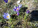 Ein Hauch von Fr&uuml;hling (Foto: J. Panse)