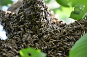 Wildbienen im Garten (Foto: K. Hahn)