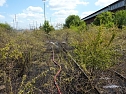 Brand an der Darre (Foto: privat) Brand an der Darre (Foto: privat)