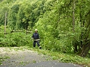 Baum umgestürtzt (Foto: BFW) Baum umgestürtzt (Foto: BFW)