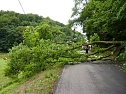 Baum umgestürtzt (Foto: BFW) Baum umgestürtzt (Foto: BFW)