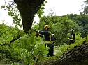 Baum umgestürtzt (Foto: BFW) Baum umgestürtzt (Foto: BFW)