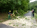 Baum umgestürtzt (Foto: BFW) Baum umgestürtzt (Foto: BFW)