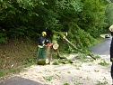 Baum umgestürtzt (Foto: BFW) Baum umgestürtzt (Foto: BFW)