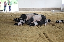 Besuch auf der Forst-Farm (Foto: nnz) Besuch auf der Forst-Farm (Foto: nnz)