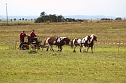 Besuch auf der Forst-Farm (Foto: nnz) Besuch auf der Forst-Farm (Foto: nnz)