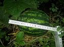 Der Werdegang einer Melone (Foto: Kappler)