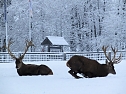 Der Oberharz am Brocken (Foto: Karin Lehmann, Peter Blei)