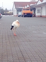 Klapperstorch in Nordhausen (Foto: O. Bellmann)