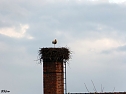 Der erste Storch in Windehausen (Foto: G. Struve)