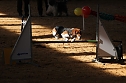 Hundesport und Faschingskostüm (Foto: nnz) Hundesport und Faschingskostüm (Foto: nnz)