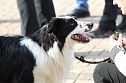 Hundesport und Faschingskostüm (Foto: nnz) Hundesport und Faschingskostüm (Foto: nnz)