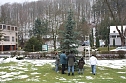 Der Weihnachtsbaum steht (Foto: Seifert)