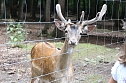 Tierparkfest auf dem Hexentanzplatz (Foto: Karin Lehmann, Peter Blei)