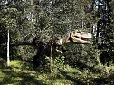 Dinosaurier auf Rügen (Foto: Karin Lehmann, Peter Blei) Dinosaurier auf Rügen (Foto: Karin Lehmann, Peter Blei)