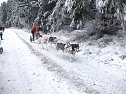 Beim Schlittenhunderennen dabei (Foto: S. Eicke) Beim Schlittenhunderennen dabei (Foto: S. Eicke)