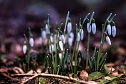Der Fr&uuml;hling kommt (Foto: Michael Caspari ( www.blitzlicht-nordhausen.de ))