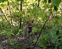 Ein schönes Stück Natur beim Abendspaziergang mit der Kamera im Wülfingeröder Wald (Foto: Berti Voigt) Ein schönes Stück Natur beim Abendspaziergang mit der Kamera im Wülfingeröder Wald (Foto: Berti Voigt)