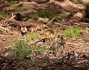 Ein schönes Stück Natur beim Abendspaziergang mit der Kamera im Wülfingeröder Wald (Foto: Berti Voigt) Ein schönes Stück Natur beim Abendspaziergang mit der Kamera im Wülfingeröder Wald (Foto: Berti Voigt)