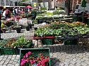 Geranien - und Blumenmarkt auf dem Nordh&auml;user Rathausplatz (Foto: Peter Blei)
