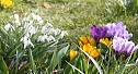 Gr&uuml;&szlig;e vom Fr&uuml;hling (Foto: M. Schmidt)