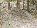 Ameisenhaufen zugesch&uuml;tttet (Foto: B. Schwarzberg)