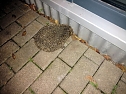Ein Igel aus Abwegen (Foto: Peter Blei)