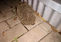Ein Igel aus Abwegen (Foto: Peter Blei)