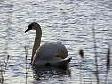 Tiere und Landschaft am Goitzschesee (Foto: Peter Blei)