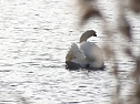 Tiere und Landschaft am Goitzschesee (Foto: Peter Blei)