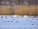 Tiere und Landschaft am Goitzschesee (Foto: Peter Blei)