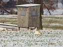 Tiere und Landschaft am Goitzschesee (Foto: Peter Blei)