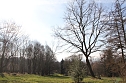 Der Fr&uuml;hling kommt - im Park Hohenrode ist er schon ein bisschen da (Foto: Angelo Glashagel)